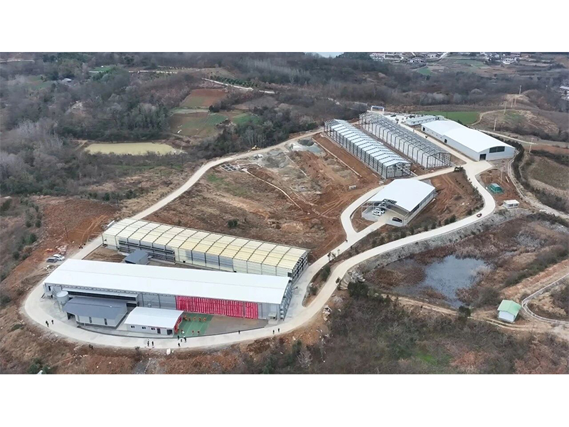 助力蛋鸡养殖降本提效 | 陕西秦巴大凤青年鸡项目启动仪式圆满落成！